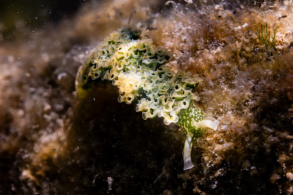 Portrait-oriented underwater scene